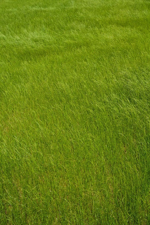 風に揺られる草の写真