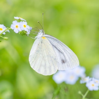 蜜を吸う紋白蝶の写真