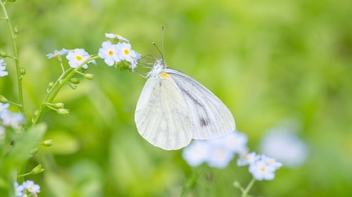 蜜を吸う紋白蝶の写真