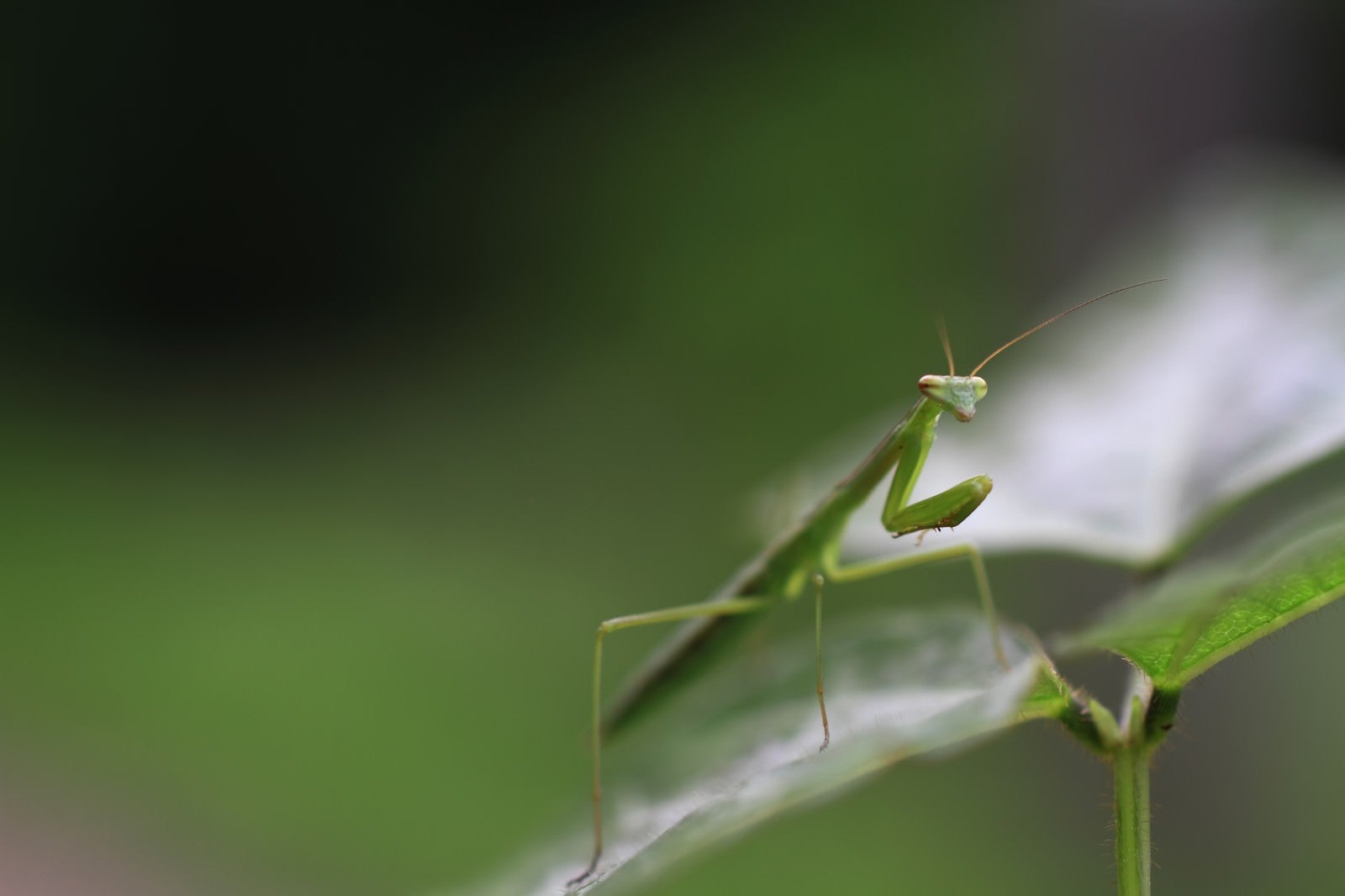 「葉の上で待ち構える蟷螂」の写真