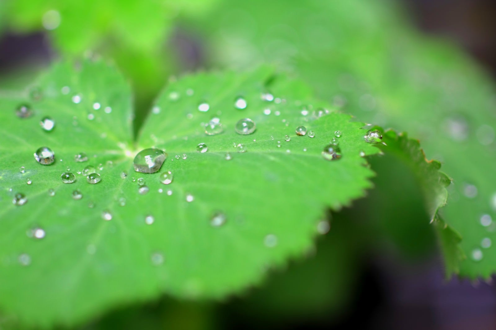 「葉の上の水滴」の写真