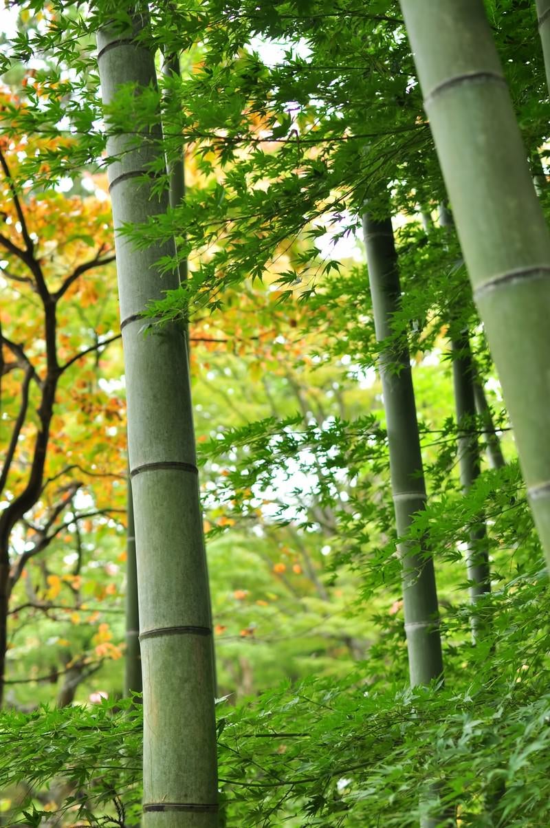 「椛と竹」の写真