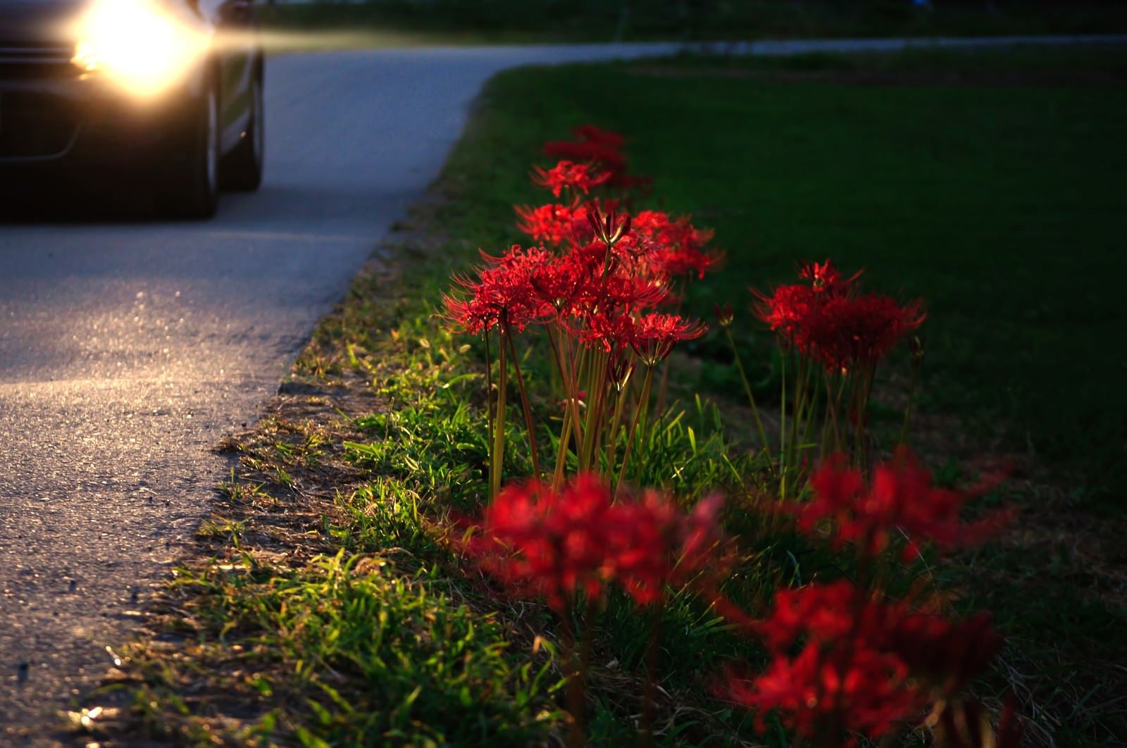 「ヘッドライトに照らされる彼岸花」の写真