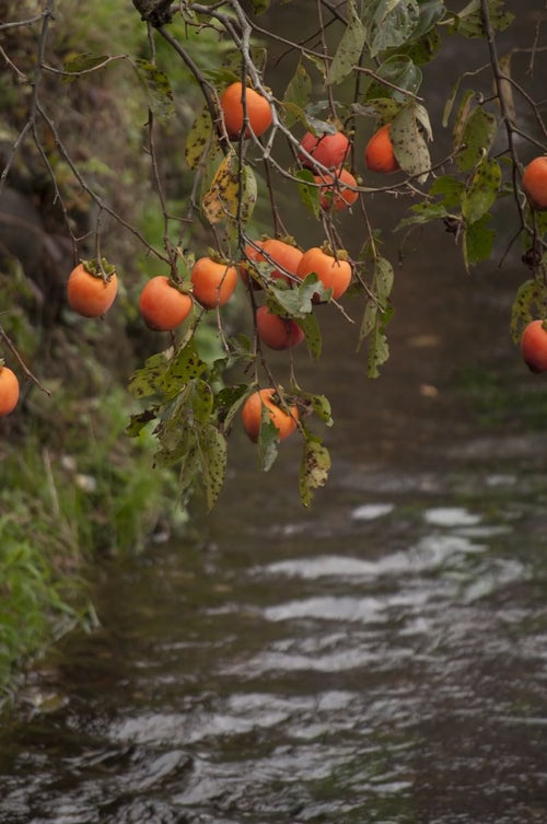 枝垂れる柿と水路の写真