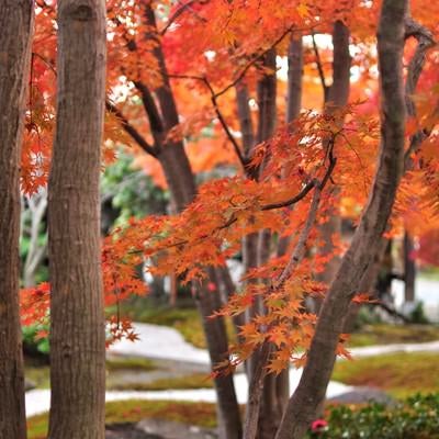 日本庭園の紅葉の写真