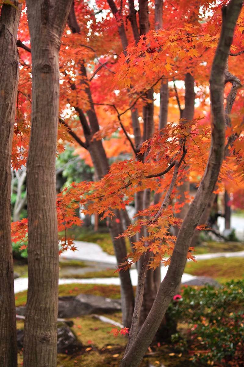 「日本庭園の紅葉」の写真