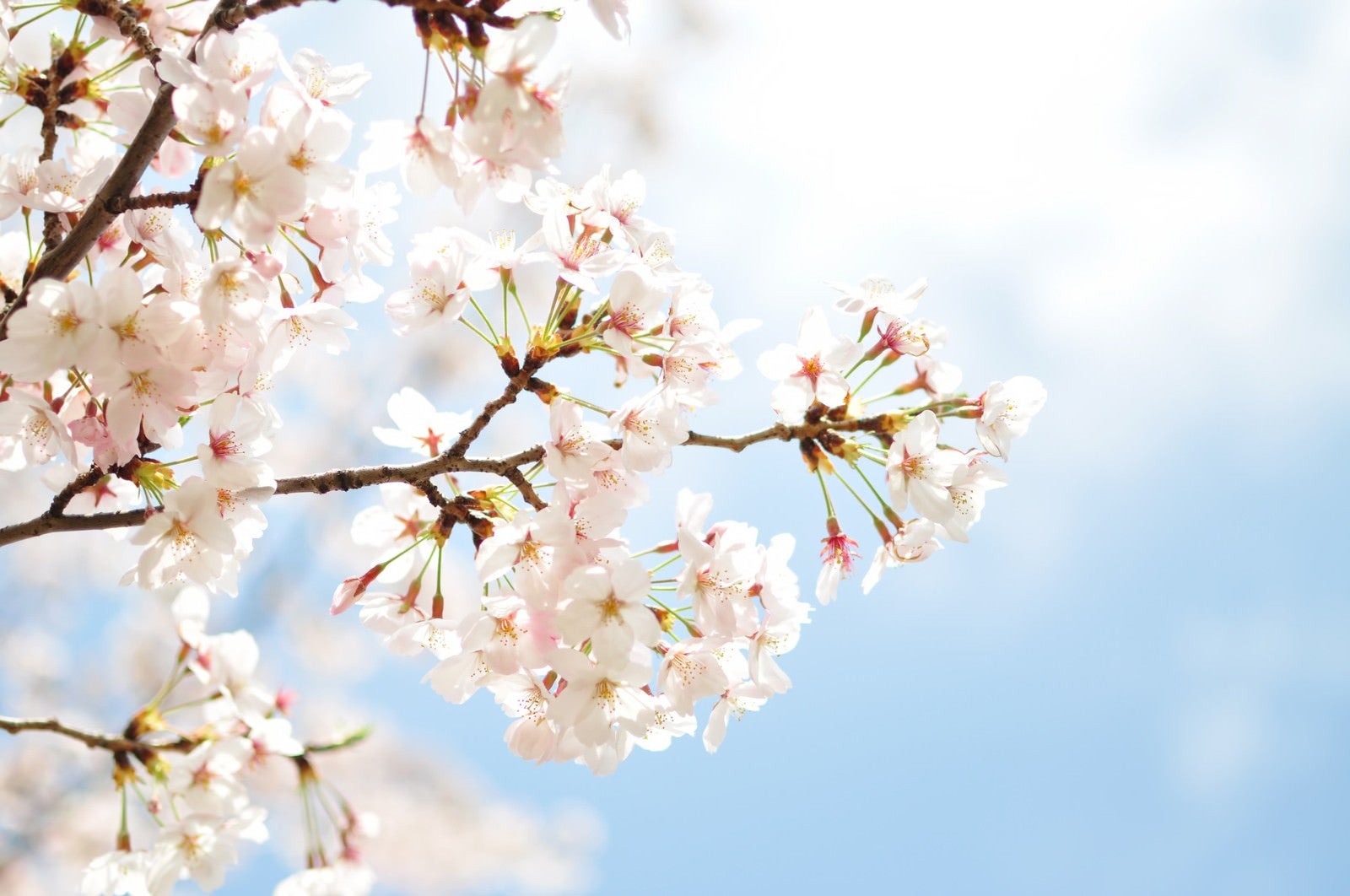 「淡い桜と青空」の写真