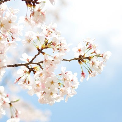 淡いピンクの桜と青空、春の柔らかい光に包まれた枝先の小ぶりな花の写真