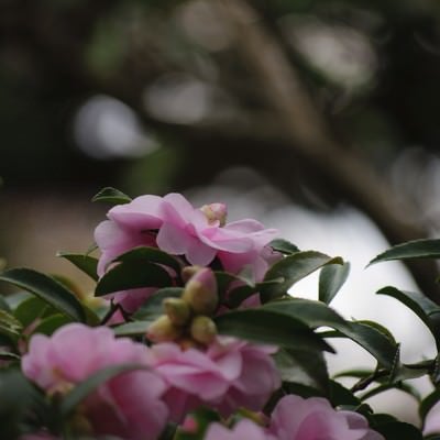 寒空の下で凛と咲く山茶花の写真