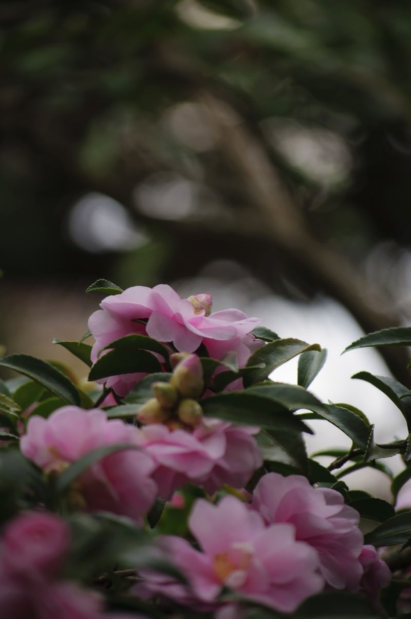 「寒空の下で凛と咲く山茶花」の写真