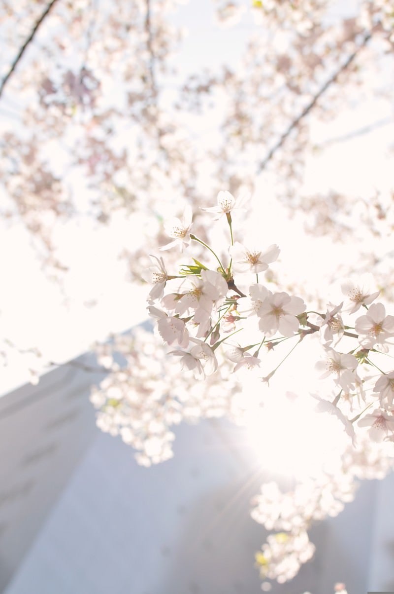 「東京、日に透ける桜の花」の写真