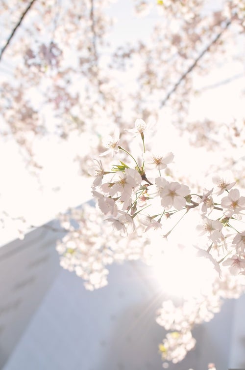 東京、日に透ける桜の花の写真