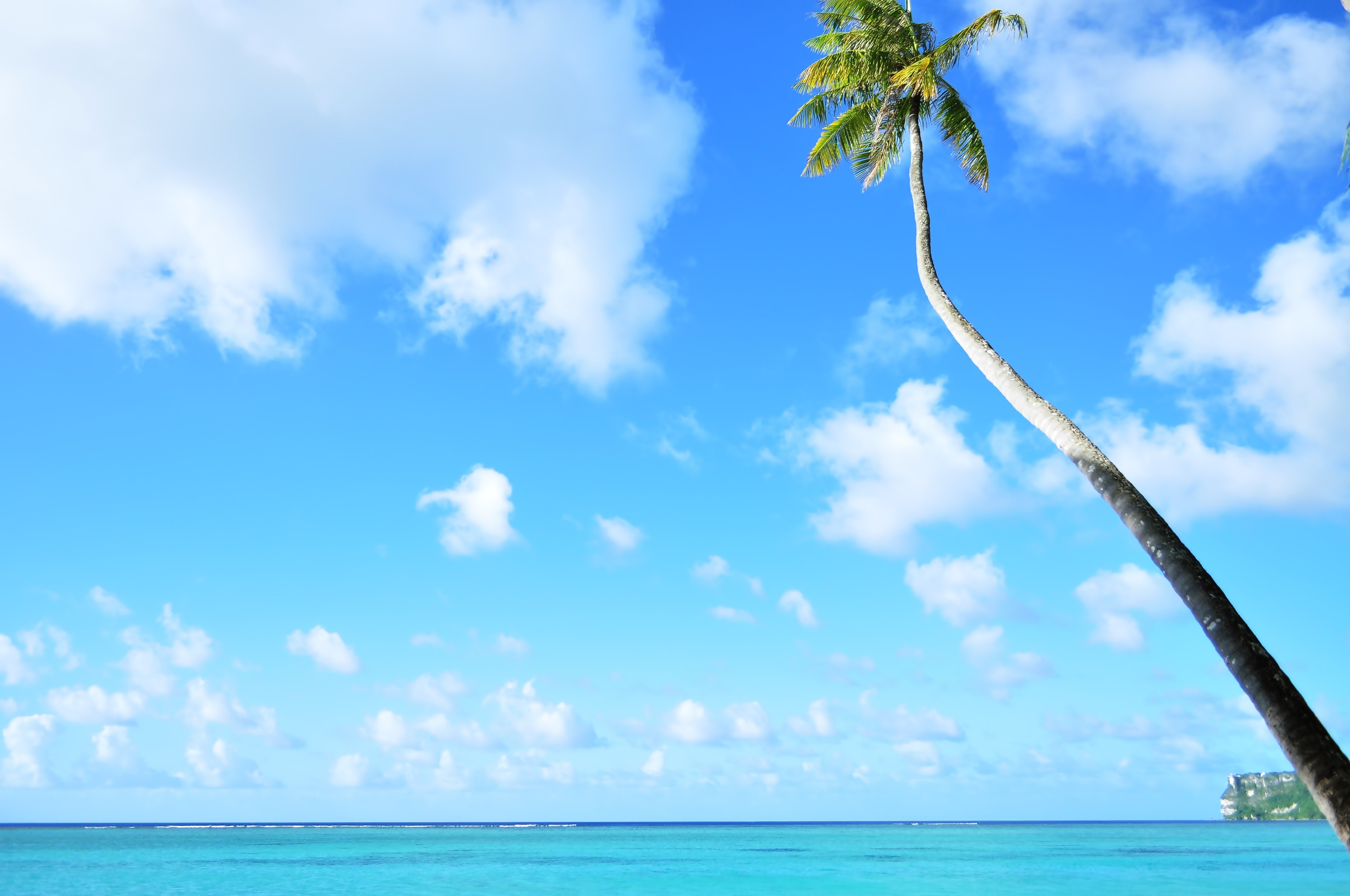 ハワイのリゾートビーチに立つヤシと青い海 - ぱくたそ