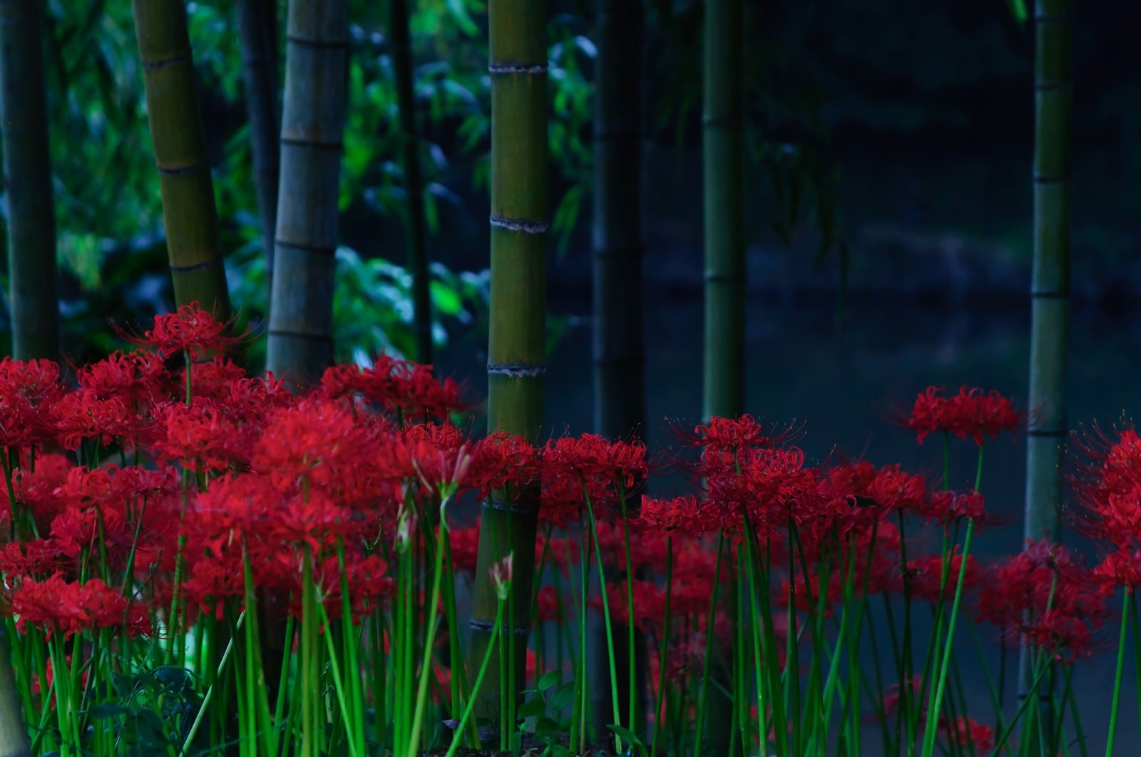 「蒼い闇に咲く紅い曼珠沙華」の写真