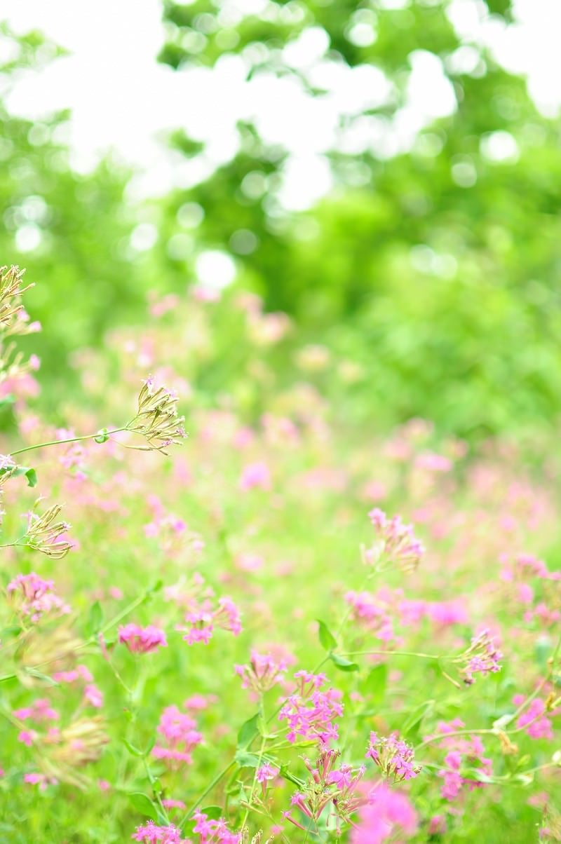「淡いピンクのお花畑」の写真