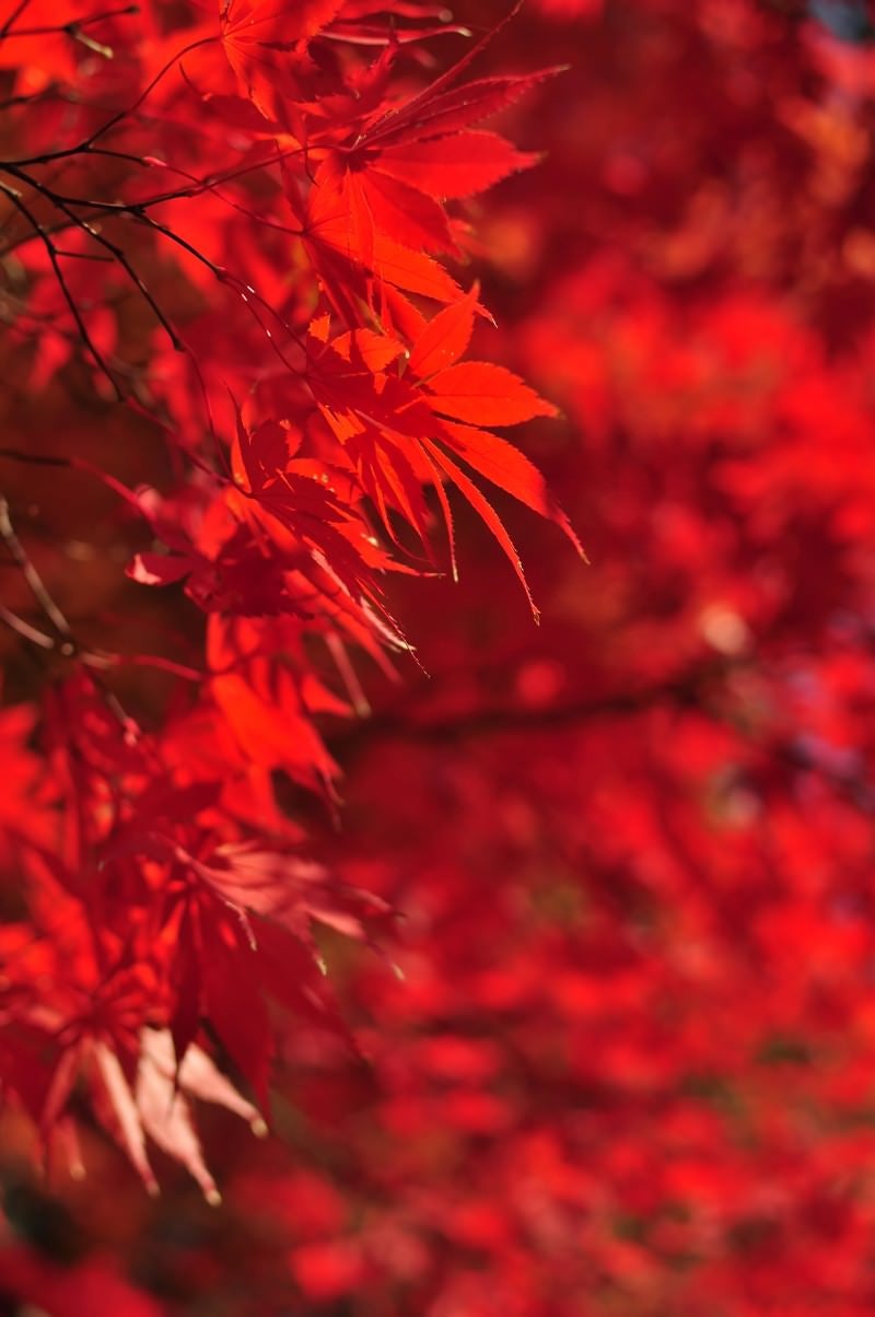 「色づく紅葉」の写真