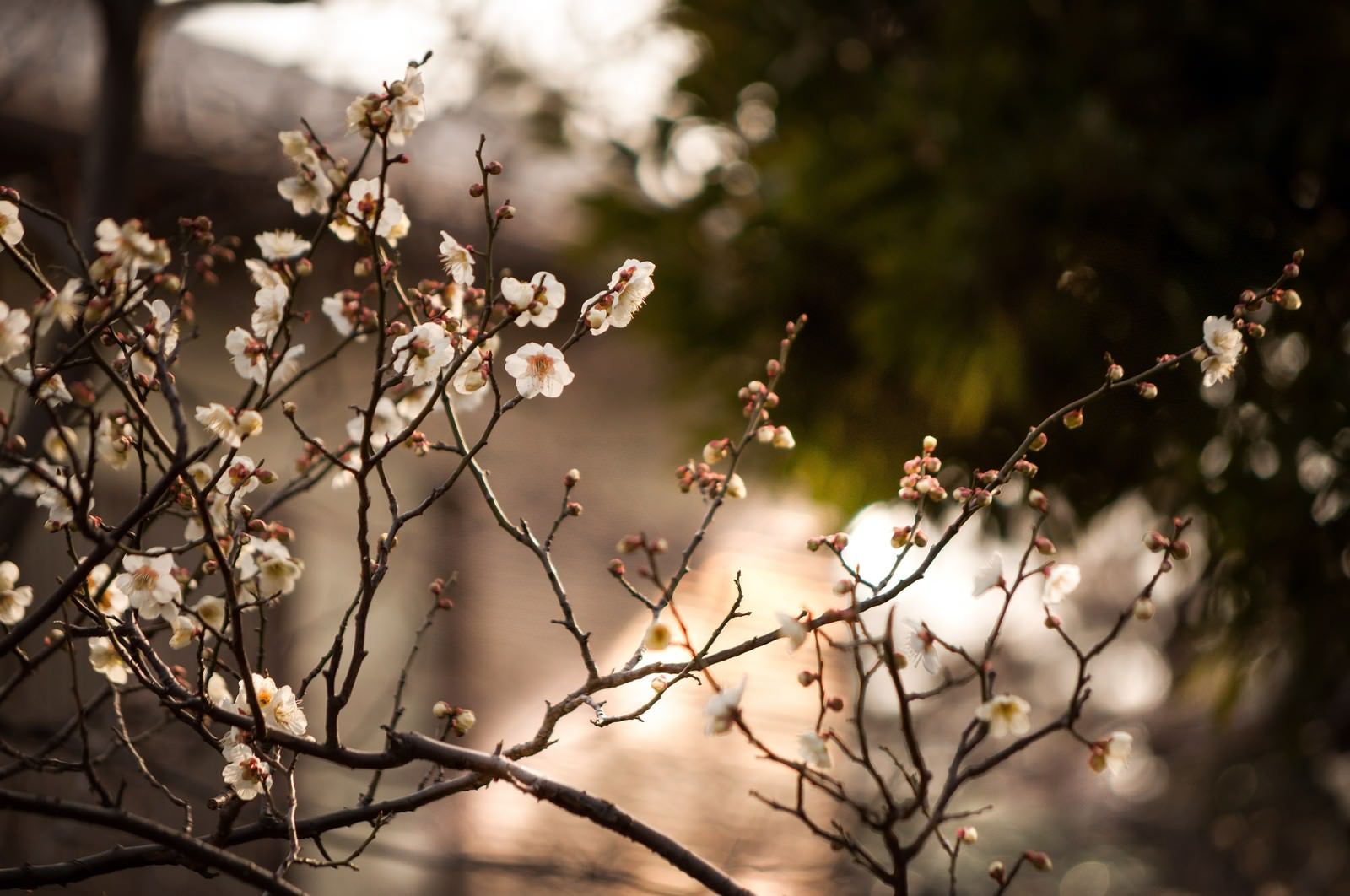 「夕暮れに染まる梅」の写真
