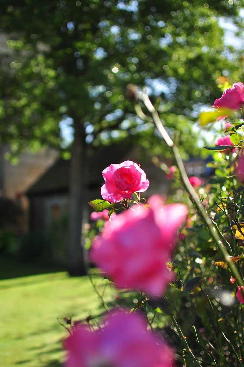 「ベイクウェルの街角のバラ」の写真