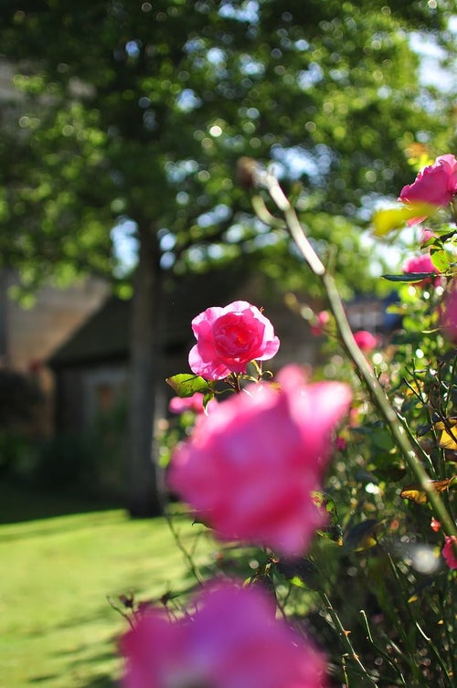 ベイクウェルの街角のバラの写真