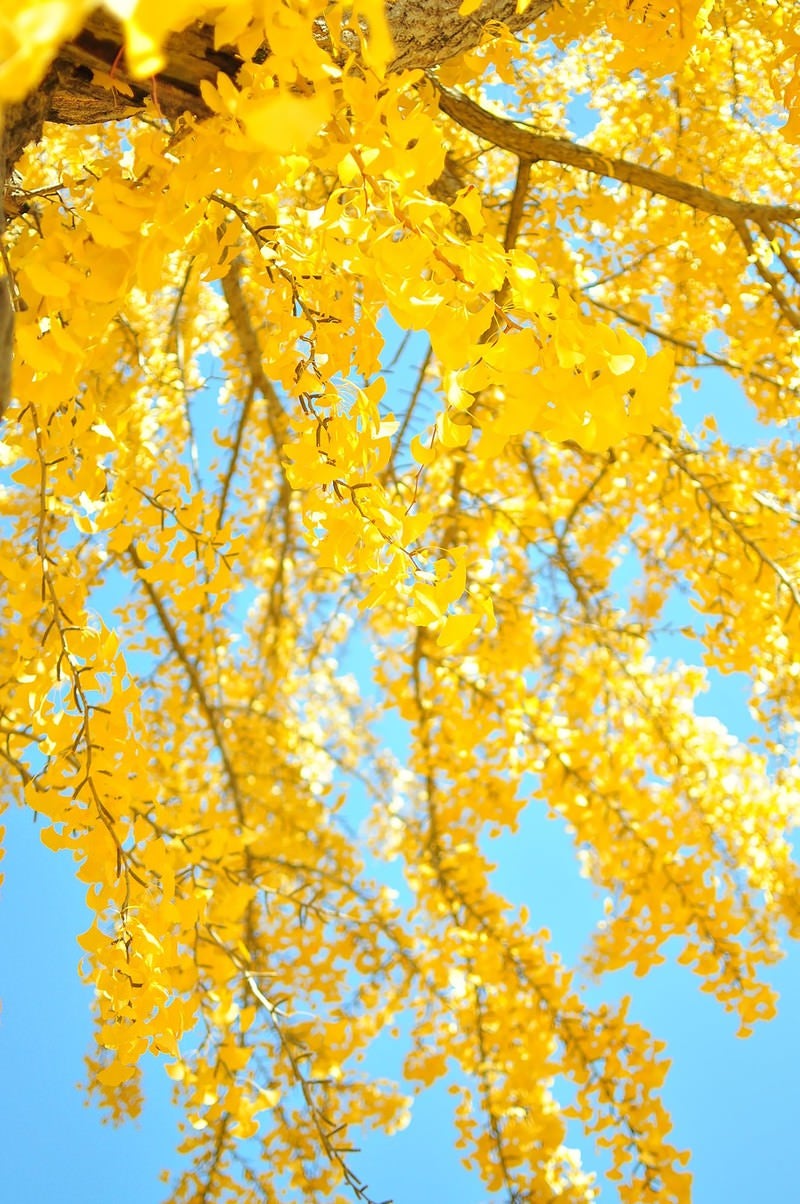 「青空と黄葉したイチョウ」の写真