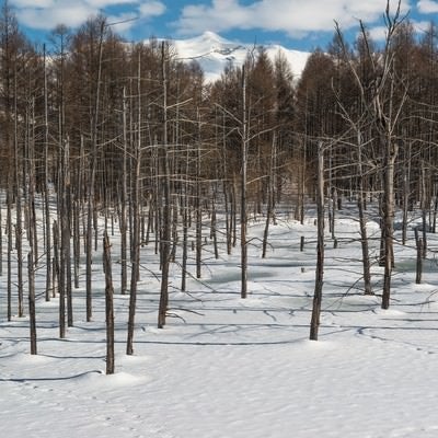 雪と雑木林の写真
