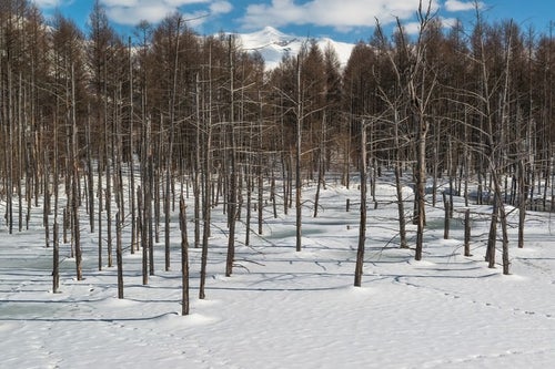 雪と雑木林の写真