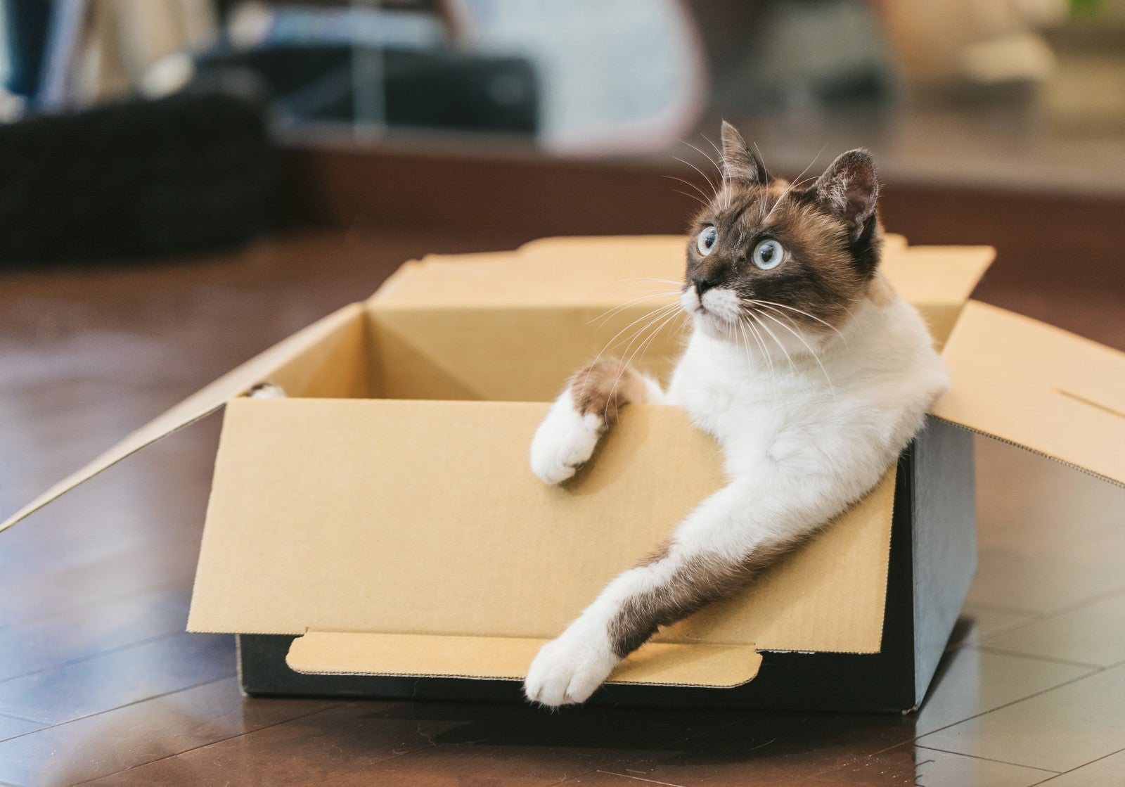 「ダンボール箱でくつろぐ猫」の写真［モデル：プー］