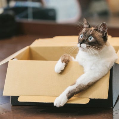ダンボール箱でくつろぐ猫の写真