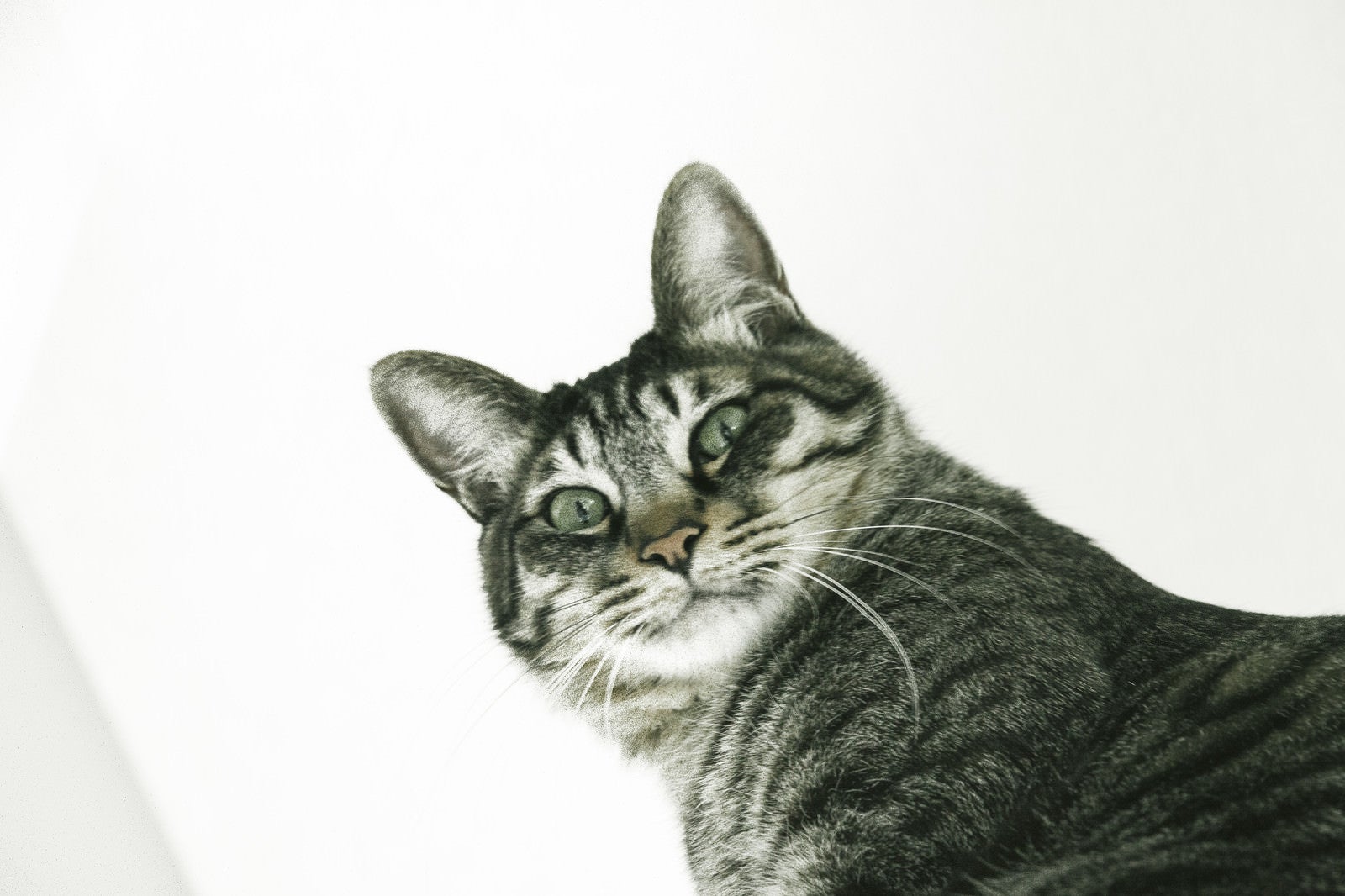 「振り返りを激写猫」の写真