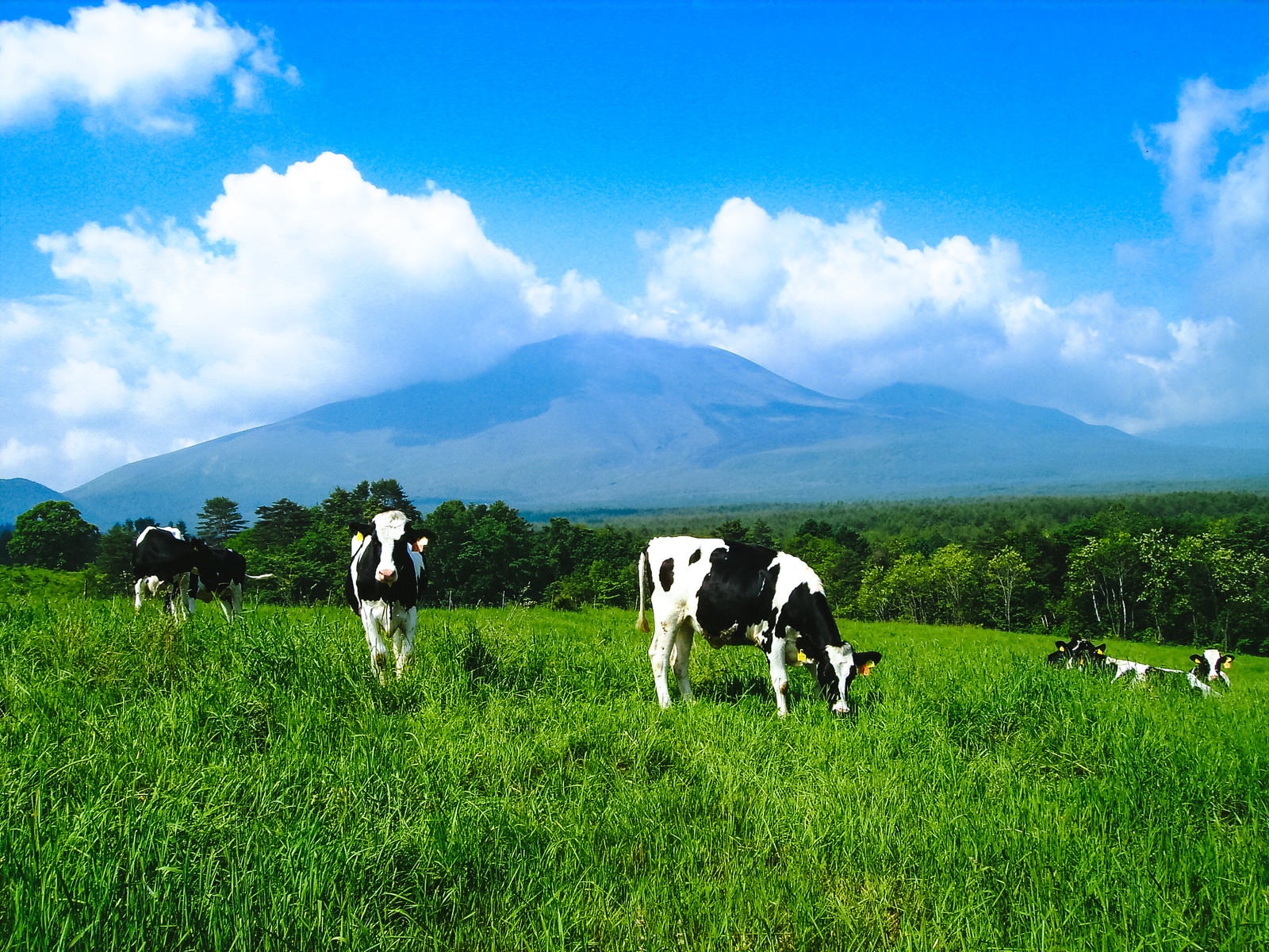「浅間牧場と牛さん」の写真