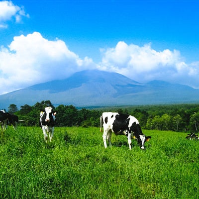 浅間牧場と牛さんの写真