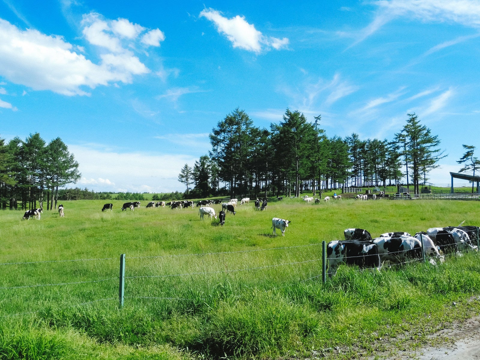 「浅間牧場と牛（長野原町）」の写真