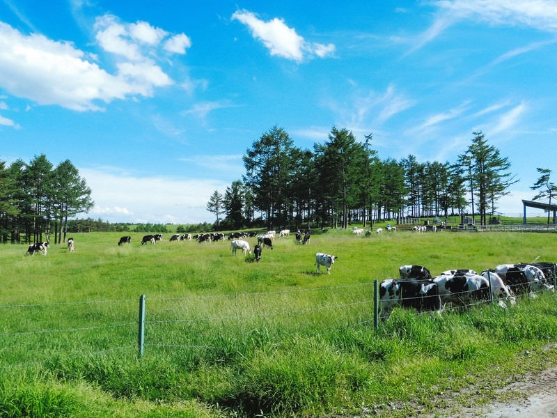 浅間牧場と牛（長野原町）の写真