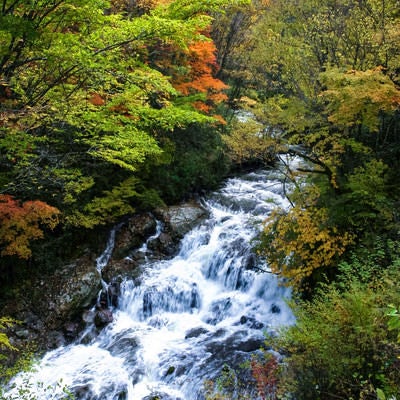 黄葉間近の魚止めの滝の写真