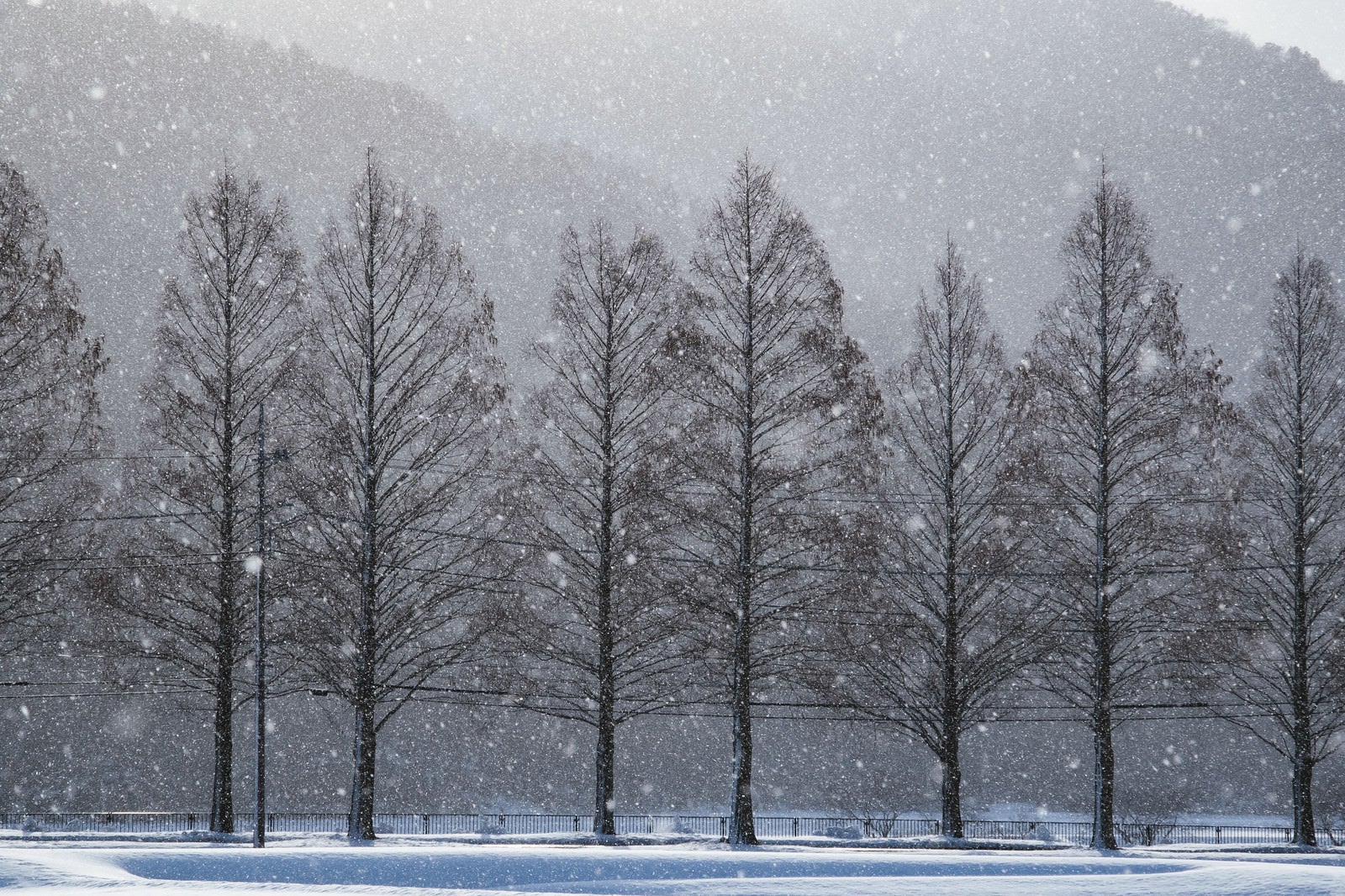 「メタセコイヤと雪の幻想的な風景」の写真