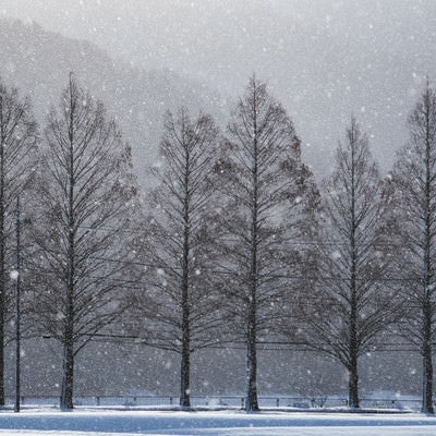 メタセコイヤと雪の幻想的な風景の写真