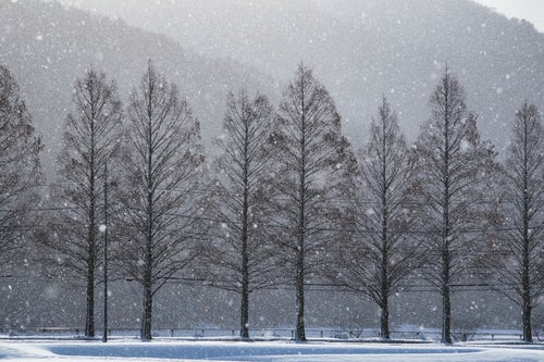 メタセコイヤと雪の幻想的な風景の写真