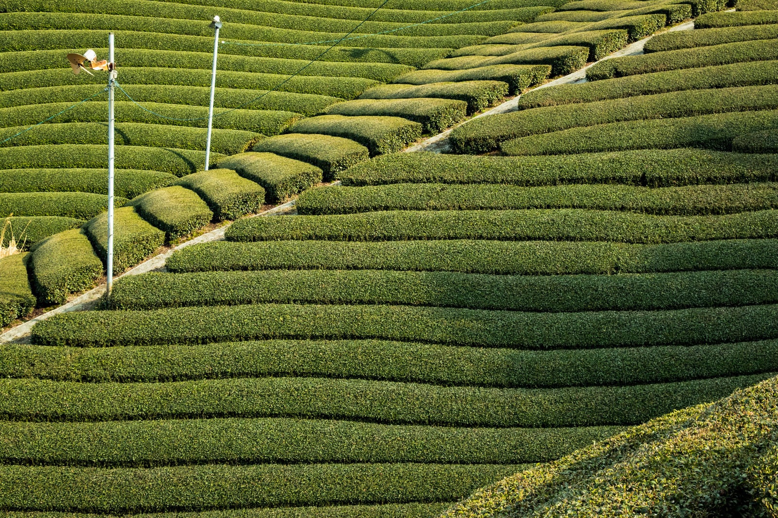 「傾斜に段々と広がる茶源郷」の写真