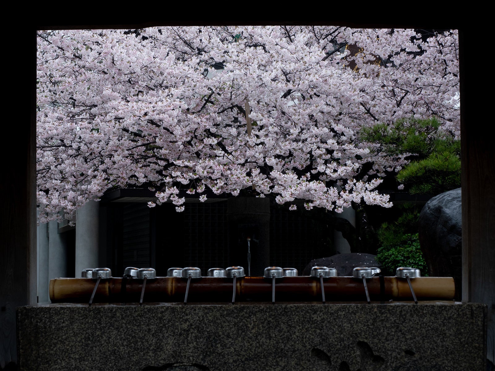 「手水場越しに見える四天王寺の桜」の写真