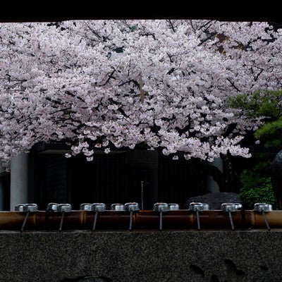 手水場越しに見える四天王寺の桜の写真