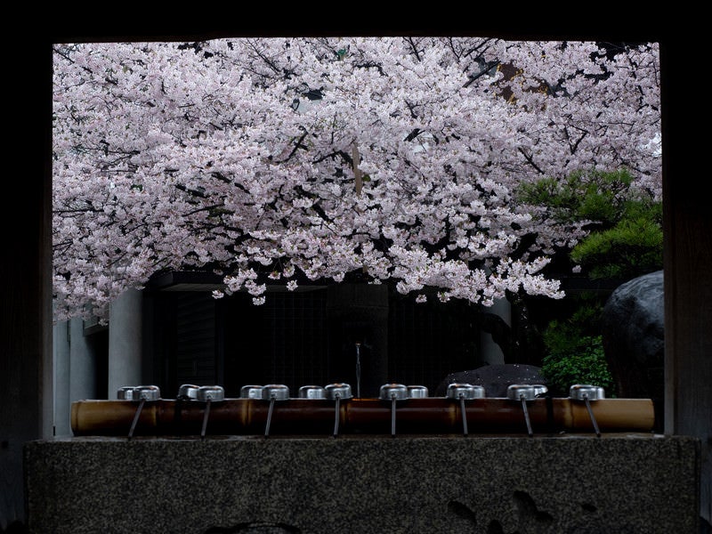 手水場越しに見える四天王寺の桜の写真