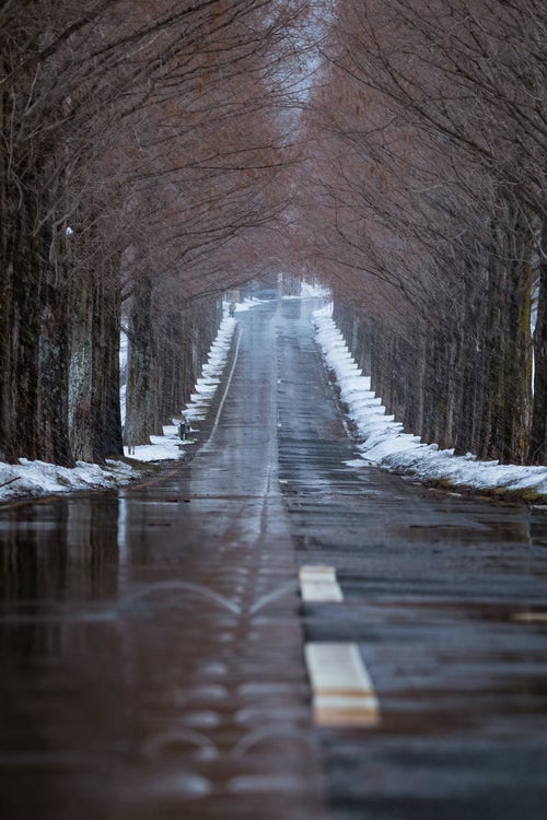 解けた雪で濡れた道路と早朝のメタセコイヤ並木の写真