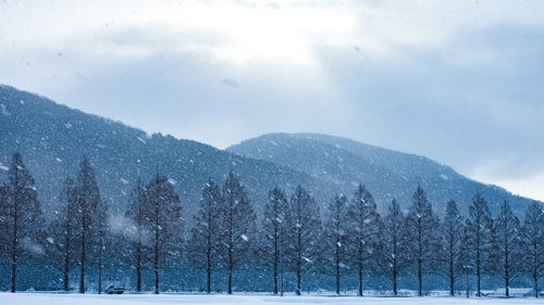 吹雪に見舞われるメタセコイヤ木々の写真