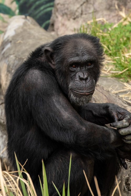 寂しげなチンパンジーの写真