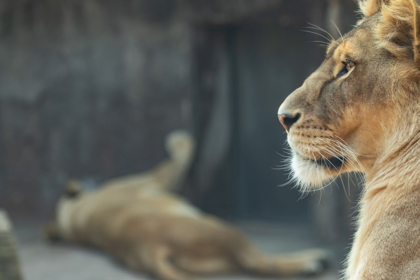 「夏の動物園は暑い（ライオン）」の写真