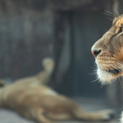 夏の動物園は暑い（ライオン）の写真