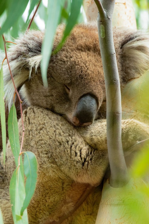 ユーカリの木の上で眠るコアラの写真