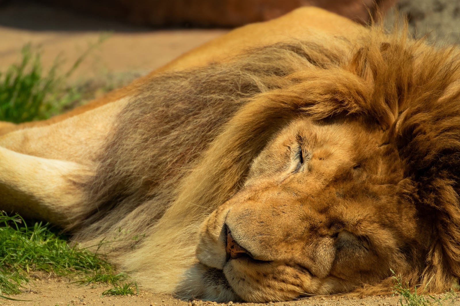 「暑くてバテる百獣の王（ライオン）」の写真