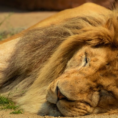 暑くてバテる百獣の王（ライオン）の写真