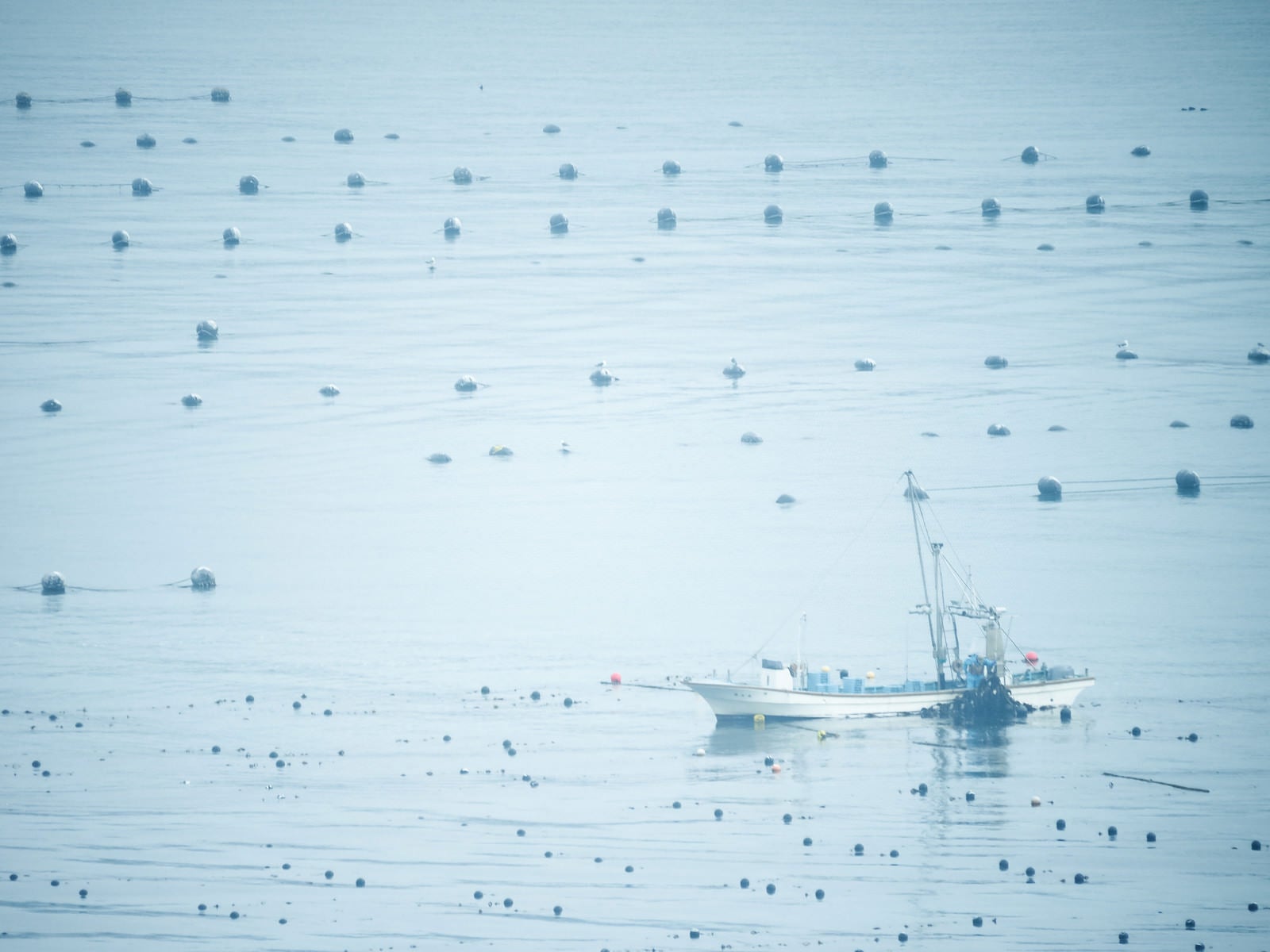 「志津川湾で漁に出る漁船」の写真